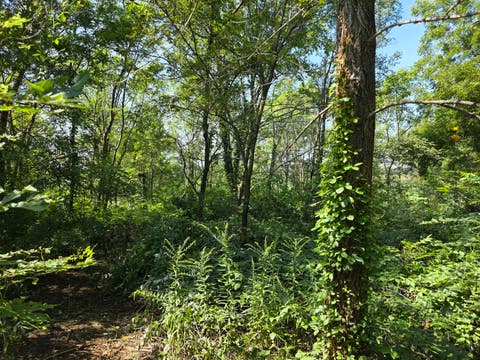 Tiny photo for 28453 E 2400 Street, Prophetstown, IL 61277 (MLS # 12739606)