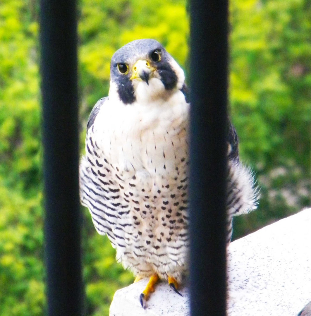 Chicago, Illinois 60601, United States, 1 Bedroom Bedrooms, ,1 BathroomBathrooms,Residential,Active,208753