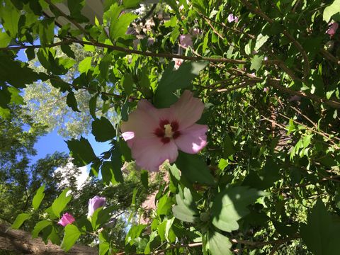 Tiny photo for 31 Roosevelt Street, St. Charles, IL 60174 (MLS # 12585923)