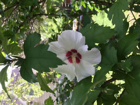 Tiny photo for 31 Roosevelt Street, St. Charles, IL 60174 (MLS # 12585923)