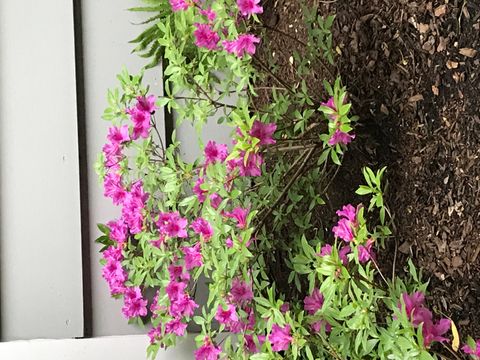 Tiny photo for 31 Roosevelt Street, St. Charles, IL 60174 (MLS # 12585923)