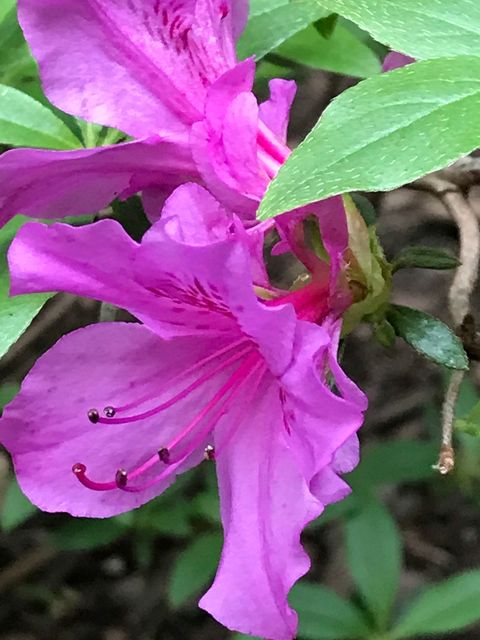 Tiny photo for 31 Roosevelt Street, St. Charles, IL 60174 (MLS # 12585923)