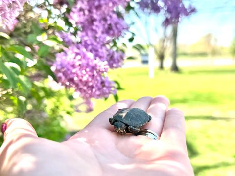 Tiny photo for 51 W Crystal Avenue, Lombard, IL 60148 (MLS # 12623092)