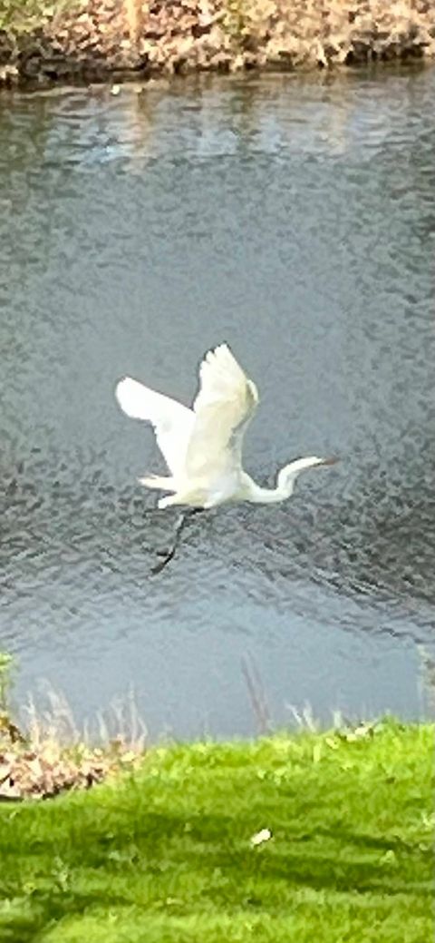 Tiny photo for Bolingbrook, IL 60490 (MLS # 12528902)