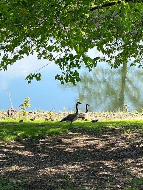 Tiny photo for Bolingbrook, IL 60490 (MLS # 12528902)