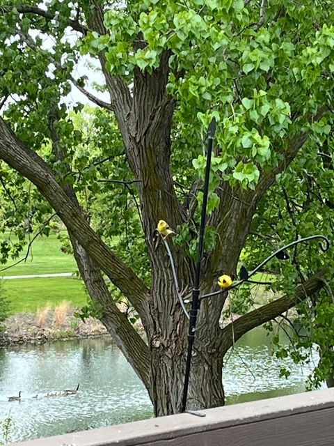 Tiny photo for Bolingbrook, IL 60490 (MLS # 12528902)