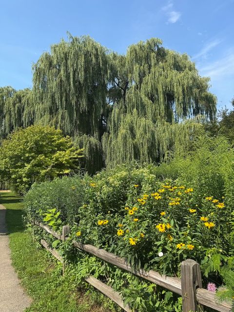 Tiny photo for 2150 W FOSTER Avenue #2, Chicago, IL 60625 (MLS # 12542854)