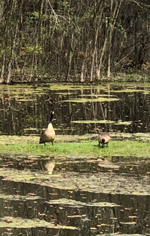 Tiny photo for 15058 W 147th Street, Homer Glen, IL 60491 (MLS # 12614272)