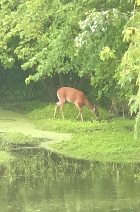 Tiny photo for 15058 W 147th Street, Homer Glen, IL 60491 (MLS # 12614272)