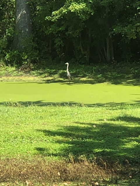 Tiny photo for 15058 W 147th Street, Homer Glen, IL 60491 (MLS # 12614272)