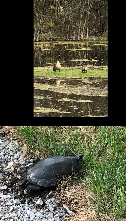 Tiny photo for 15058 W 147th Street, Homer Glen, IL 60491 (MLS # 12614272)