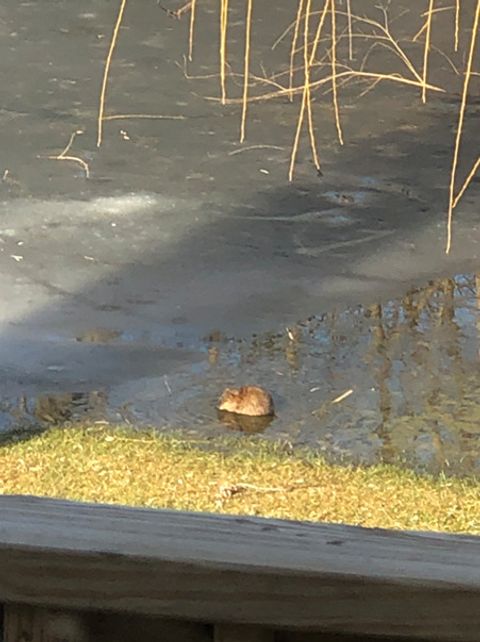 Tiny photo for 15058 W 147th Street, Homer Glen, IL 60491 (MLS # 12614272)