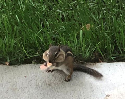 Tiny photo for 15058 W 147th Street, Homer Glen, IL 60491 (MLS # 12614272)