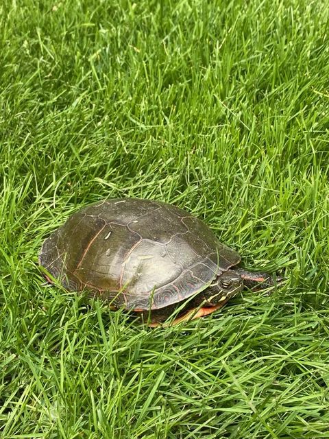 Tiny photo for 1275 Country Club Road, Lake Zurich, IL 60047 (MLS # 12556466)