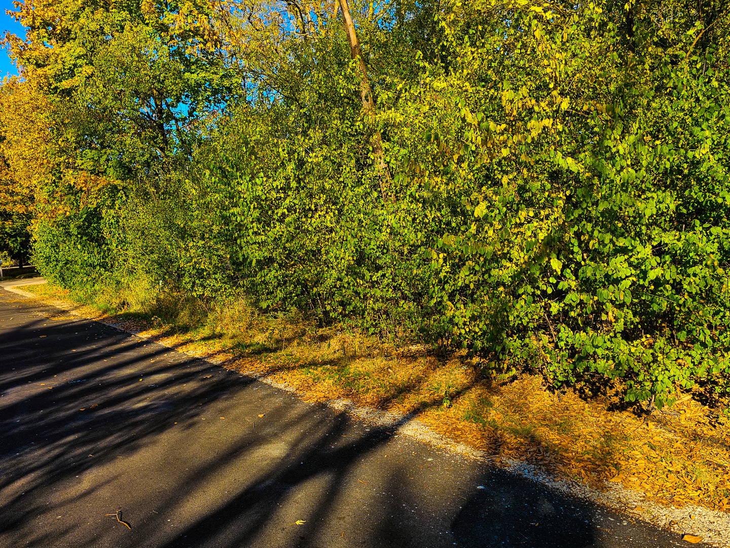 Lot 4 Niles Avenue