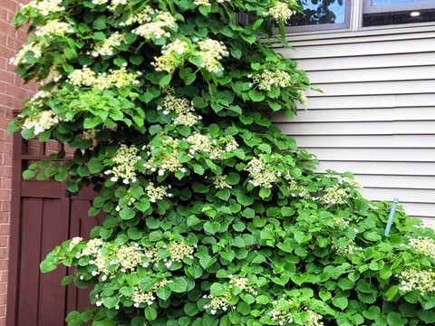 Tiny photo for 1332 W School Street, Chicago, IL 60657 (MLS # 12618433)