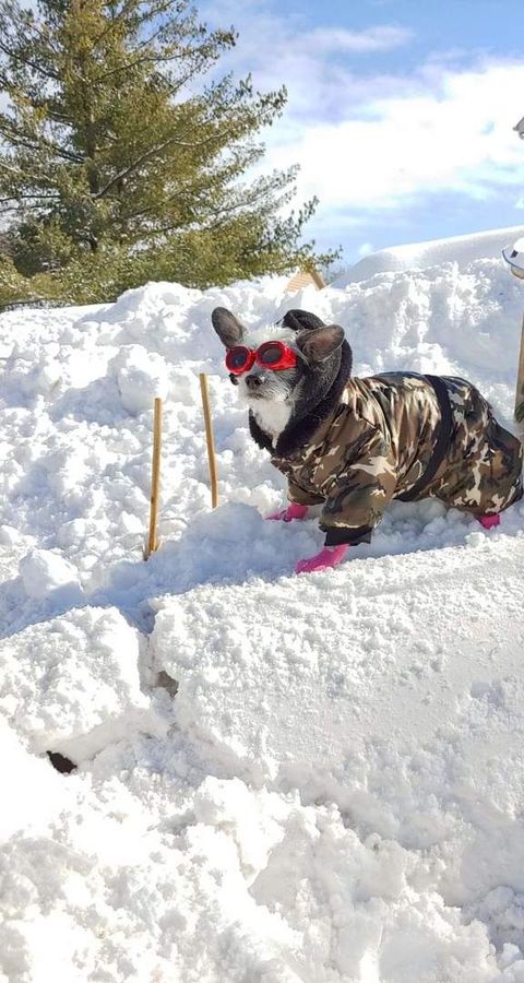 Tiny photo for 5600 Hillcrest Lane #2K, Lisle, IL 60532 (MLS # 12500143)