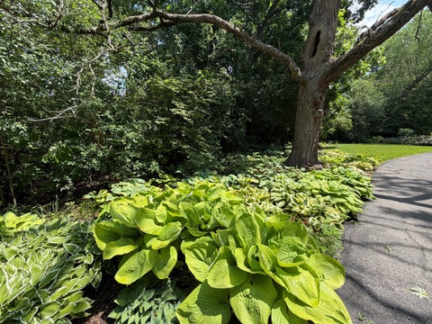 Tiny photo for 3459 W Mardan Drive, Long Grove, IL 60047 (MLS # 12675523)