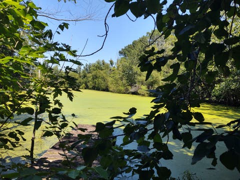 Tiny photo for 200 Caraway Lane, Goreville, IL 62939 (MLS # 12701729)