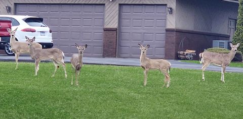 Tiny photo for 16212 Maramel Drive, Homer Glen, IL 60491 (MLS # 12637556)
