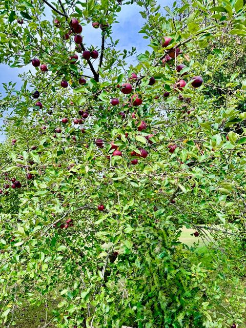 Tiny photo for 120 W Grandin Road, Morris, IL 60450 (MLS # 12583123)