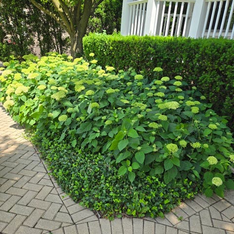 Tiny photo for 325 S Crescent Avenue, Park Ridge, IL 60068 (MLS # 12657867)