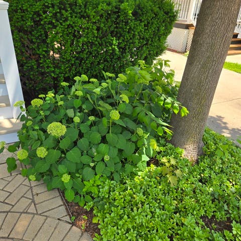 Tiny photo for 325 S Crescent Avenue, Park Ridge, IL 60068 (MLS # 12657867)