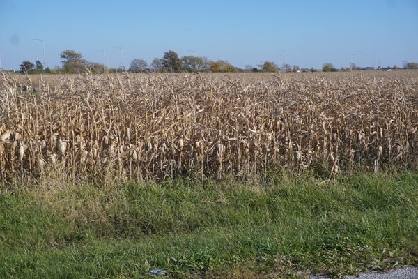 7 WP 165, WATSEKA, IL 60970 - Image bbddd944efe0ccfb9cb9b7cd5fe24a9d/1985521221