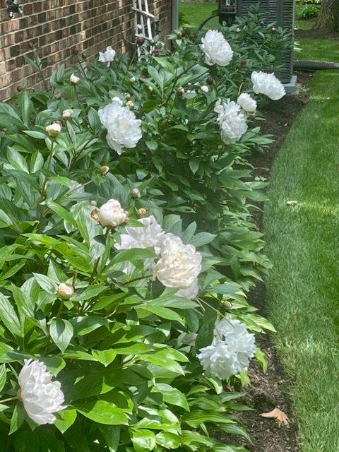 Tiny photo for 11 Wellington Court, Lincolnshire, IL 60069 (MLS # 12562452)