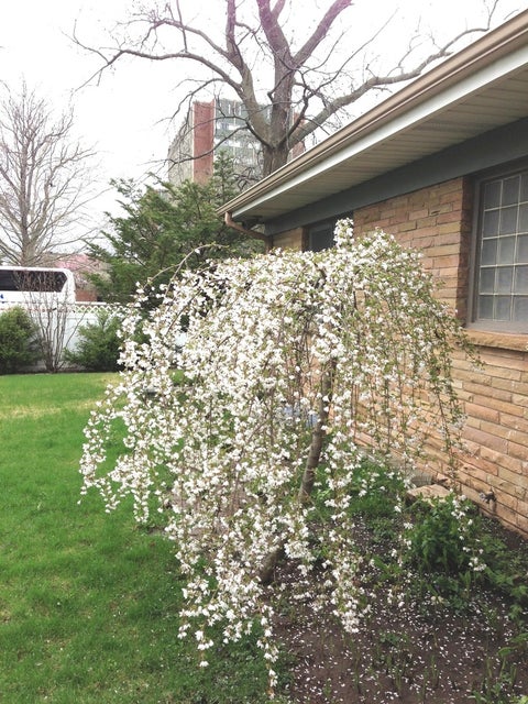 Tiny photo for 809 W Delaware Avenue, Urbana, IL 61801 (MLS # 12674522)
