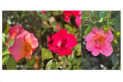 Tiny photo for 115 W South Street, Kirkland, IL 60146 (MLS # 12494223)