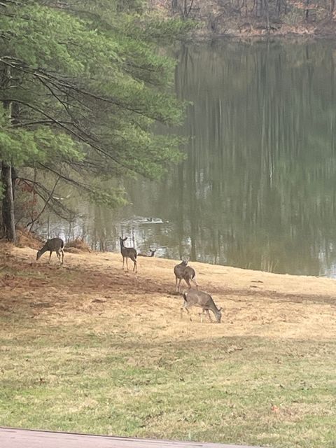 Tiny photo for 3085 Kaolin Road, Cobden, IL 62920 (MLS # 12571623)