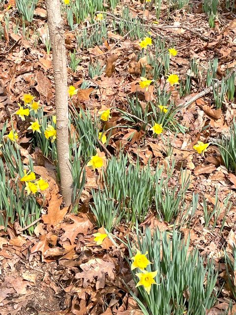 Tiny photo for 3085 Kaolin Road, Cobden, IL 62920 (MLS # 12571623)