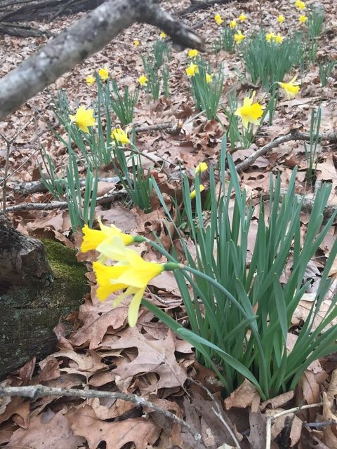 Tiny photo for 3085 Kaolin Road, Cobden, IL 62920 (MLS # 12571623)