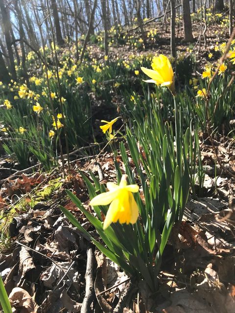 Tiny photo for 3085 Kaolin Road, Cobden, IL 62920 (MLS # 12571623)