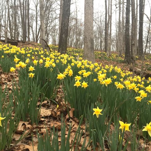 Tiny photo for 3085 Kaolin Road, Cobden, IL 62920 (MLS # 12571623)