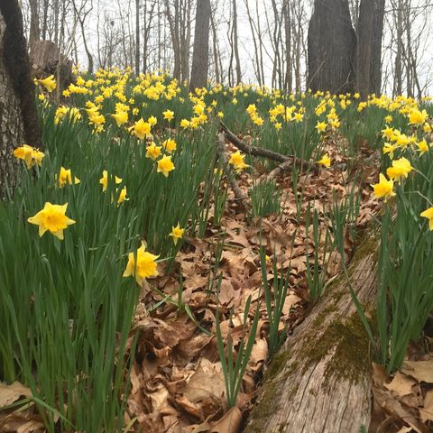 Tiny photo for 3085 Kaolin Road, Cobden, IL 62920 (MLS # 12571623)