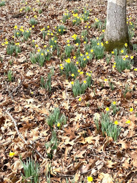 Tiny photo for 3085 Kaolin Road, Cobden, IL 62920 (MLS # 12571623)