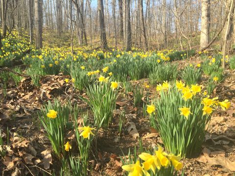 Tiny photo for 3085 Kaolin Road, Cobden, IL 62920 (MLS # 12571623)