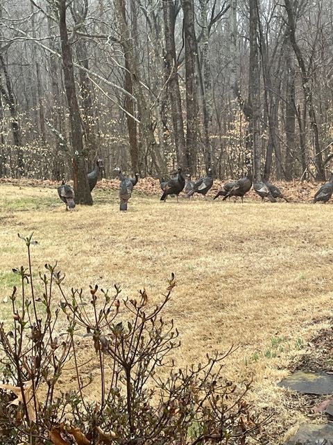 Tiny photo for 3085 Kaolin Road, Cobden, IL 62920 (MLS # 12571623)