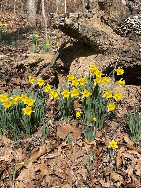 Tiny photo for 3085 Kaolin Road, Cobden, IL 62920 (MLS # 12571623)