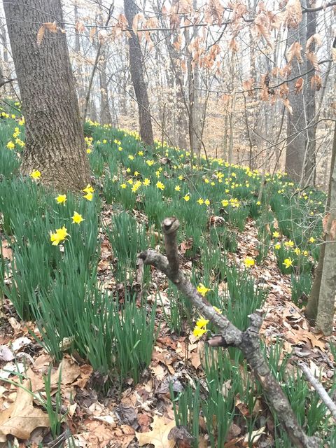 Tiny photo for 3085 Kaolin Road, Cobden, IL 62920 (MLS # 12571623)