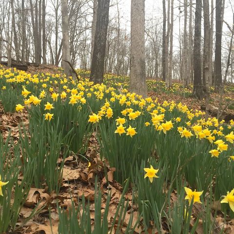 Tiny photo for 3085 Kaolin Road, Cobden, IL 62920 (MLS # 12571623)