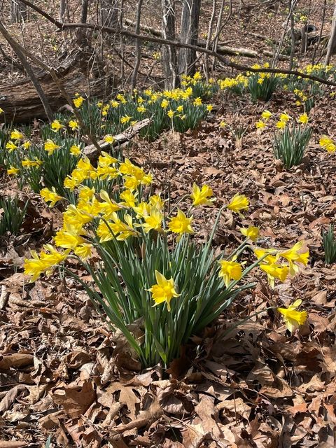 Tiny photo for 3085 Kaolin Road, Cobden, IL 62920 (MLS # 12571623)