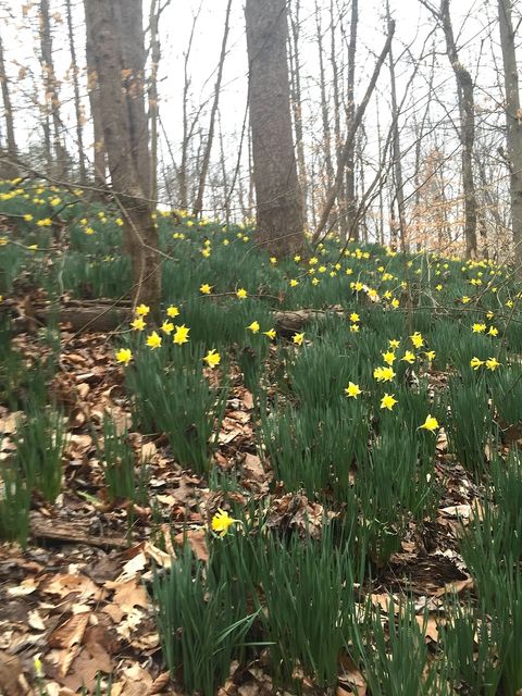 Tiny photo for 3085 Kaolin Road, Cobden, IL 62920 (MLS # 12571623)