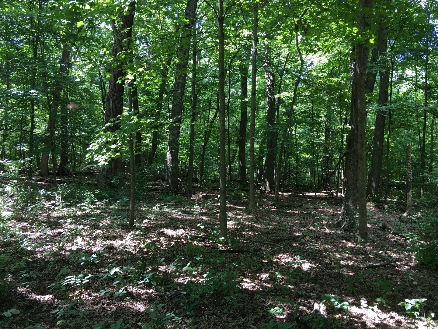 Oak Meadow Lot 3 Hadley Road