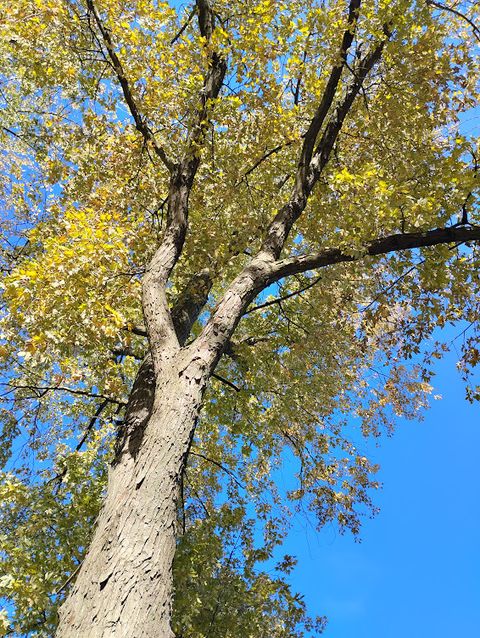 Tiny photo for 371 S Edison Avenue, Elgin, IL 60123 (MLS # 12503036)