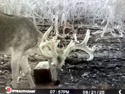 Tiny photo for 4763 State Route 127 Highway N, Cobden, IL 62920 (MLS # 12579562)