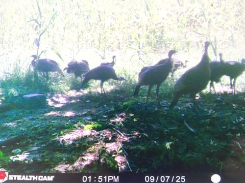 Tiny photo for 4763 State Route 127 Highway N, Cobden, IL 62920 (MLS # 12579562)