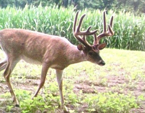 Tiny photo for 4763 State Route 127 Highway N, Cobden, IL 62920 (MLS # 12579562)